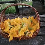 Le Ortensie
