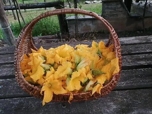Le Ortensie